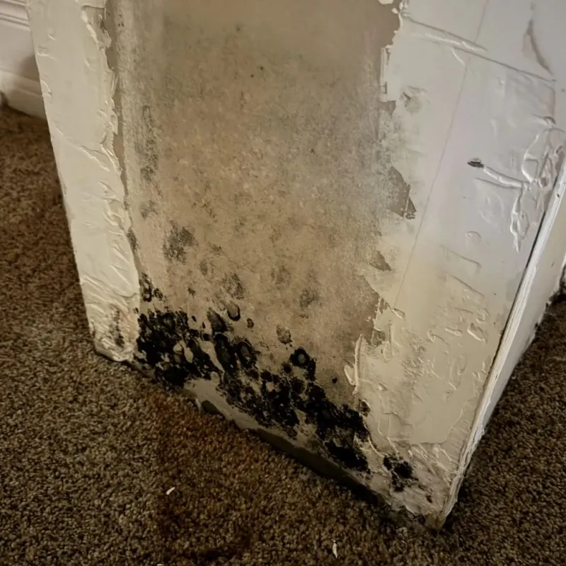 Professional Mold Removal in Oxford, ME
